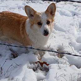 Vanilla - Pembroke Welsh Corgi