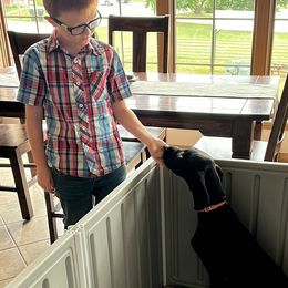 Great Dane Puppies from Blue Dane Ridge