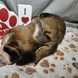 Brown Collar Girl - Brown black and white female Basset Hound puppy in Richland Hills, Texas from The Basset Family
