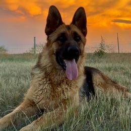 Shiva - German Shepherd