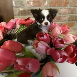 Tilly - Chocolate and white female Chihuahua puppy in Red Bluff, California from Aye Chihuahua