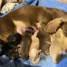 Dachshund Puppies from My Little Dachshund Heaven
