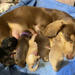 Dachshund Puppies from My Little Dachshund Heaven