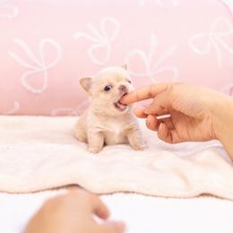 Baby Mochi - Gold female Chihuahua puppy in Jacksonville, Florida from Petits Chihuahuas