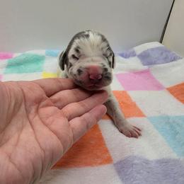 Winston - Harlequin male Great Dane puppy in Kannapolis, North Carolina from Carolina Great Danes & Toy Poodles