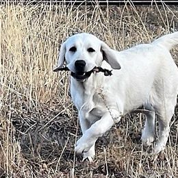 Labrador Retrievers from Heatherdowns Labradors, Ltd