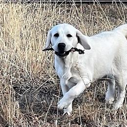 Labrador Retrievers from Heatherdowns Labradors, Ltd