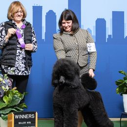 Poodles from Targa Poodles