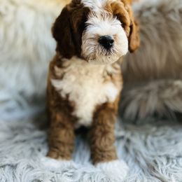 Jack - Red male Cavapoo puppy in Natural Bridge, Virginia from Rockbridge Puppies