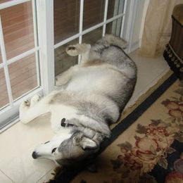 Alaskan Malamute All Grown Up from Jamie Minchew's Alaskan Malamutes