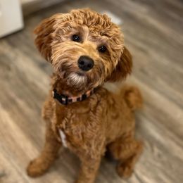 Lulu - Goldendoodle