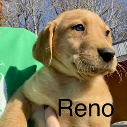 Reno - Yellow male Labrador Retriever puppy in Mineral, Virginia from Canine Assist