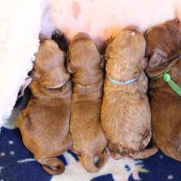 Goldendoodle puppies from Gracefully Doodled