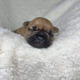 French Bulldog Puppies from Carter’s Kennel