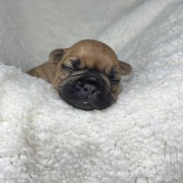 French Bulldog Puppies from Carter’s Kennel