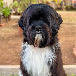 Panther - Australian Labradoodle