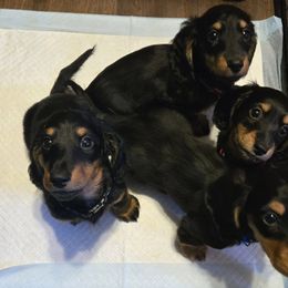 Dachshund and Norwegian Buhund Puppies from J-Lyn