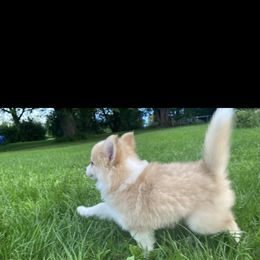 Pomsky Puppies from Rustic Pomskies