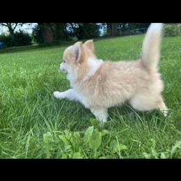 Pomsky Puppies from Rustic Pomskies