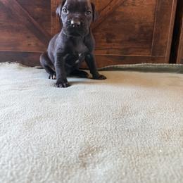 Cane Corso Puppies from Cowan Farms