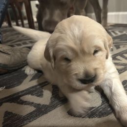 Golden Retriever Puppies from Monadnock Goldens