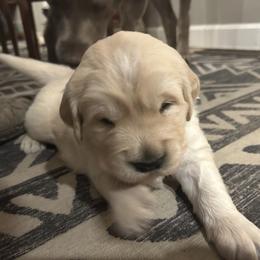 Golden Retriever Puppies from Monadnock Goldens