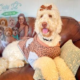 Cinna - Goldendoodle