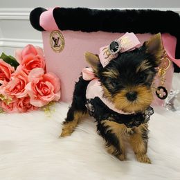 Yorkshire Terrier Puppies from Green Mountain Designer Yorkies