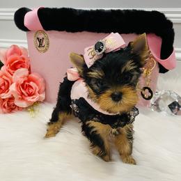 Yorkshire Terrier Puppies from Green Mountain Designer Yorkies