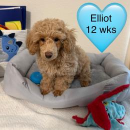 ONLY ONE BABY LEFT... - Cream male Poodle puppy in Bedford, Texas from S.H.A.R.P.’s Toy Poodles