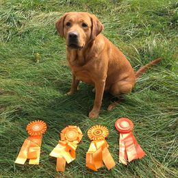 Labrador Retrievers from Ironcreek Labs LLC