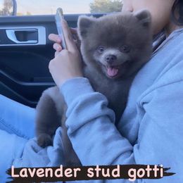 Gotti - Pomeranian