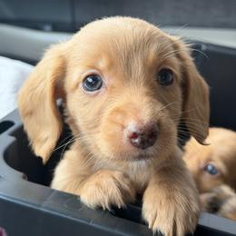 Dom - Cream male Dachshund puppy in Dickinson, Texas from Beth’s Doxieland