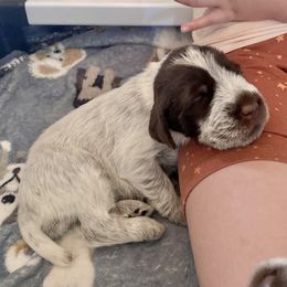 Wirehaired Pointing Griffon Puppies from Twenty-Mile Griffons