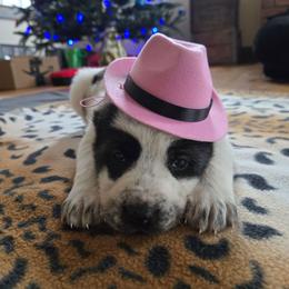 WHIDA - White female Central Asian Shepherd Dog puppy in Michigan from Guardian Dog