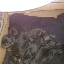 Dachshund Puppies from Catie's Doxies