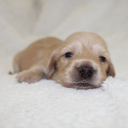 Prancer - Cream male Dachshund puppy in Fairfax, Iowa from Grayson’s Lovable Dachshunds