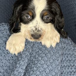 RAINY - Black white and tan male English Springer Spaniel puppy in Billings, Montana from M&M Fuzzy Bottom Friends