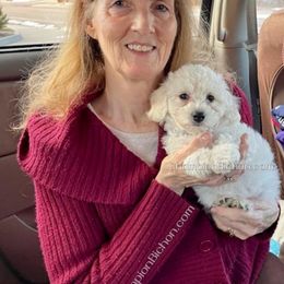 Bichon Frise Puppies from Champion Bichon
