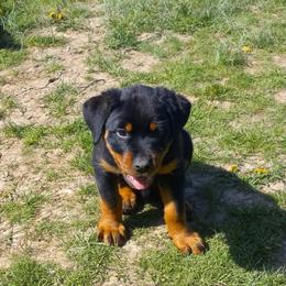 Rottweiler Puppies from Gregory Mulkey's Rottweilers