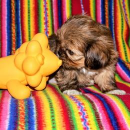 Cedar - Brindle male Lhasa Apso puppy in Hillsboro, Oregon from Luv-N-Laughter Lhasa Apsos