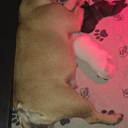 Girl - Brindle female French Bulldog puppy in Hutchinson, Kansas from JoyBull Frenchies