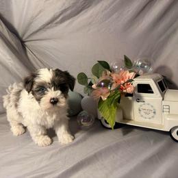 Maggie - Parti female Yorkshire Terrier puppy in Taunton, Massachusetts from Tails of Joy MA