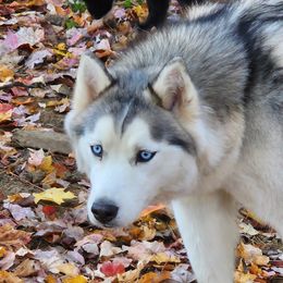 Noelle - Siberian Husky