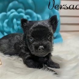 Versace - Black and tan male Yorkshire Terrier puppy in Austin, Texas from Rhine Valley Yorkies