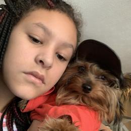 Yorkshire Terrier Puppies from Missy Lu Lap Puppies