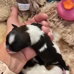 Pepper - Black and white female Shih Tzu puppy in Fallon, Nevada from Grandma Ts Precious Puppies