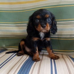 AKC Midnight - Black and tan male Cavalier King Charles Spaniel puppy in Soddy Daisy, Tennessee from Cocoa Cavaliers