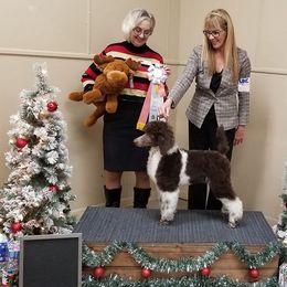 Poodle Puppies from N'Co. Parti Poodles