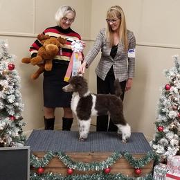 Poodle Puppies from N'Co. Parti Poodles